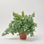 Phlebodium Davana