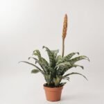 Vriesea Era