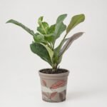 Monstera Adansona
