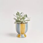 Calathea mix