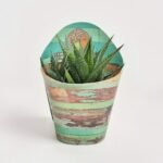 Calathea mix