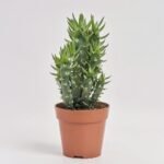 Rhipsalis mix