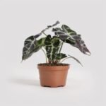 Aloes Tiki Tahi