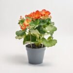 Sansewieria Cylindrica Twist