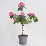 Vriesea Astrid