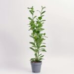 Aloes Vera