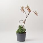 Calathea mix