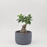 Calathea mix