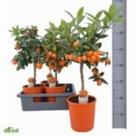 Phlebodium