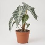 Dracena mix 1 pęd