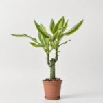 Calathea Crocata