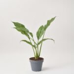 Epipremnum Aureum