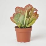 Maranta Fascinator